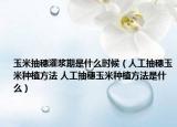 玉米抽穗灌浆期是什么时候（人工抽穗玉米种植方法 人工抽穗玉米种植方法是什么）