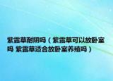 紫露草耐阴吗（紫露草可以放卧室吗 紫露草适合放卧室养殖吗）