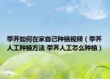 荸荠如何在家自己种植视频（荸荠人工种植方法 荸荠人工怎么种植）