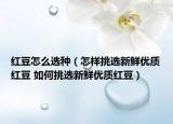 红豆怎么选种（怎样挑选新鲜优质红豆 如何挑选新鲜优质红豆）