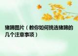 猪蹄图片（教你如何挑选猪蹄的几个注意事项）