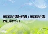 茉莉花在家种好吗（茉莉花在家养注意什么）