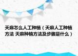 天麻怎么人工种植（天麻人工种植方法 天麻种植方法及步骤是什么）