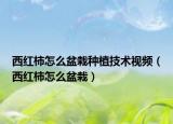 西红柿怎么盆栽种植技术视频（西红柿怎么盆栽）