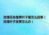 玫瑰花老是黄叶子是怎么回事（玫瑰叶子发黄怎么办）