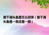 查干湖头鱼是怎么回事（查干湖头鱼是一条还是一网）