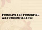亚洲金猫长啥样（属于亚洲金猫属的是云猫 属于亚洲金猫属的是不是云猫）