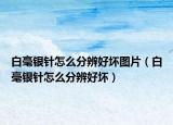 白毫银针怎么分辨好坏图片（白毫银针怎么分辨好坏）
