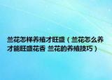 兰花怎样养殖才旺盛（兰花怎么养才能旺盛花香 兰花的养殖技巧）