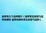 菠菜有几个品种图片（菠菜常见类型与品种有哪些 菠菜有哪些常见类型与品种）