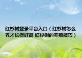 红杉树登录平台入口（红杉树怎么养才长得好高 红杉树的养殖技巧）