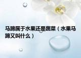 马蹄属于水果还是蔬菜（水果马蹄又叫什么）