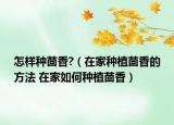 怎样种茴香?（在家种植茴香的方法 在家如何种植茴香）