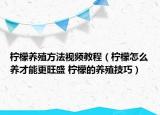 柠檬养殖方法视频教程（柠檬怎么养才能更旺盛 柠檬的养殖技巧）