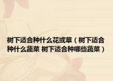 树下适合种什么花或草（树下适合种什么蔬菜 树下适合种哪些蔬菜）