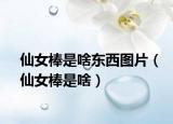 仙女棒是啥东西图片（仙女棒是啥）
