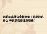 鹦鹉能吃什么食物全集（鹦鹉能吃什么 养鹦鹉需要注意哪些）