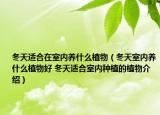 冬天适合在室内养什么植物（冬天室内养什么植物好 冬天适合室内种植的植物介绍）