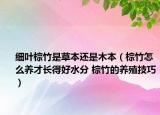 细叶棕竹是草本还是木本（棕竹怎么养才长得好水分 棕竹的养殖技巧）