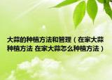 大蒜的种植方法和管理（在家大蒜种植方法 在家大蒜怎么种植方法）