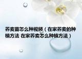 荞麦苗怎么种视频（在家荞麦的种植方法 在家荞麦怎么种植方法）