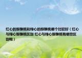 红心的猕猴桃和绿心的猕猴桃哪个比较好（红心与绿心猕猴桃区别 红心与绿心猕猴桃有哪些区别呢）
