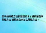 茄子的种植方法和管理技术（橄榄菜在家种植方法 橄榄菜在家怎么种植方法）