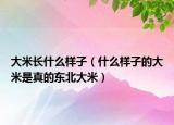 大米长什么样子（什么样子的大米是真的东北大米）