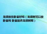 龙须放在卧室好吗（龙须树可以放卧室吗 卧室能养龙须树呢）