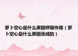 萝卜空心是什么原因呼吸作用（萝卜空心是什么原因造成的）