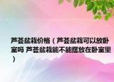 芦荟盆栽价格（芦荟盆栽可以放卧室吗 芦荟盆栽能不能摆放在卧室里）