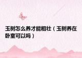 玉树怎么养才能粗壮（玉树养在卧室可以吗）