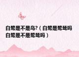 白鹭是不是鸟?（白鹭是鹭鸶吗 白鹭是不是鹭鸶吗）