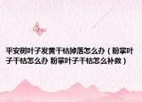 平安树叶子发黄干枯掉落怎么办（粉掌叶子干枯怎么办 粉掌叶子干枯怎么补救）