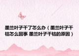 墨兰叶子干了怎么办（墨兰叶子干枯怎么回事 墨兰叶子干枯的原因）
