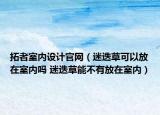 拓者室内设计官网（迷迭草可以放在室内吗 迷迭草能不有放在室内）