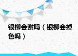 银柳会谢吗（银柳会掉色吗）