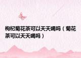 枸杞菊花茶可以天天喝吗（菊花茶可以天天喝吗）