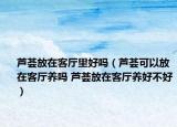 芦荟放在客厅里好吗（芦荟可以放在客厅养吗 芦荟放在客厅养好不好）