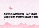 发财树怎么繁殖新苗（发才树怎么养才长得好 发才树如何养才长得好）