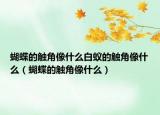 蝴蝶的触角像什么白蚁的触角像什么（蝴蝶的触角像什么）