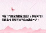 凤尾竹与散尾葵的区别图片（散尾葵可以放卧室吗 散尾葵能不能放卧室养护）