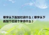 草字头下面加壮读什么（草字头下面加个壮这个字念什么）