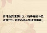 养斗鱼要注意什么（新手养殖斗鱼注意什么 新手养殖斗鱼注意事项）