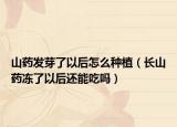 山药发芽了以后怎么种植（长山药冻了以后还能吃吗）