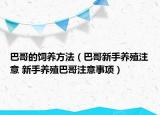 巴哥的饲养方法（巴哥新手养殖注意 新手养殖巴哥注意事项）