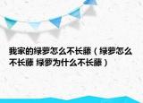 我家的绿萝怎么不长藤（绿萝怎么不长藤 绿萝为什么不长藤）