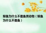 鲸鱼为什么不是鱼类动物（鲸鱼为什么不是鱼）