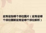 盆骨是指哪个部位图片（盆骨是哪个部位图解盆骨是哪个部位解析）