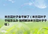 米兰花叶子全干掉了（米兰花叶子干枯怎么办 如何解决米兰花叶子干枯）